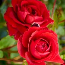 'Look Good Feel Better'™ Rosa X 'Look Good Feel Better'™ (Slotsrose) A-Kvalitet,- Barrods Roser Min. 3 Grene -Tilbud Lys Haven Butik p5266 51827 rosa x look good feel better slotsrose 45b4