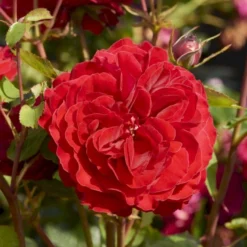'Look Good Feel Better'™ Rosa X 'Look Good Feel Better'™ (Slotsrose) A-Kvalitet,- Barrods Roser Min. 3 Grene -Tilbud Lys Haven Butik p5266 51828 rosa x look good feel better slotsrose 617f