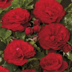 'Look Good Feel Better'™ Rosa X 'Look Good Feel Better'™ (Slotsrose) A-Kvalitet,- Barrods Roser Min. 3 Grene -Tilbud Lys Haven Butik p5266 51829 rosa x look good feel better slotsrose 55cd