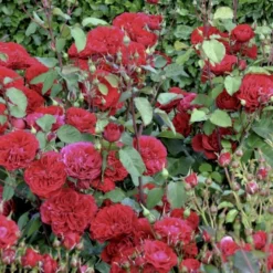 'Look Good Feel Better'™ Rosa X 'Look Good Feel Better'™ (Slotsrose) A-Kvalitet,- Barrods Roser Min. 3 Grene -Tilbud Lys Haven Butik p5266 51830 rosa x look good feel better slotsrose 30e7