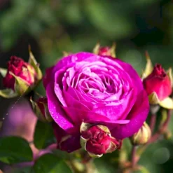'Heidi Klum® Rose' Rosa X 'Heidi Klum® Rose' (Storblomstrende) A-Kvalitet,- Barrods Roser Min. 3 Grene -Tilbud Lys Haven Butik p5269 51530 rosa x heidi klum rose storblomstrende aa07