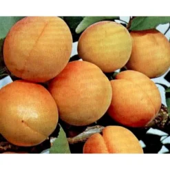 Abrikos 'Orangered' Prunus Armeniaca 'Orangered' 5 Liter Potte
