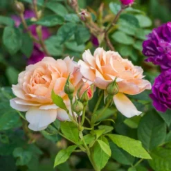 'Grace'™ Rosa X 'Grace'™ (Engelsk Rose) A-Kvalitet,- Barrods Roser Min. 3 Grene -Tilbud Lys Haven Butik p5362 53014 rosa x grace engelsk rose 4d66