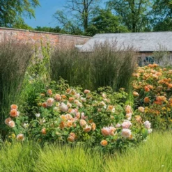 'Grace'™ Rosa X 'Grace'™ (Engelsk Rose) A-Kvalitet,- Barrods Roser Min. 3 Grene -Tilbud Lys Haven Butik p5362 53016 rosa x grace engelsk rose 0a85