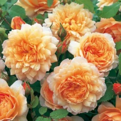 'Grace'™ Rosa X 'Grace'™ (Engelsk Rose) A-Kvalitet,- Barrods Roser Min. 3 Grene -Tilbud Lys Haven Butik p5362 53017 rosa x grace engelsk rose 9f41