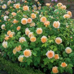 'Grace'™ Rosa X 'Grace'™ (Engelsk Rose) A-Kvalitet,- Barrods Roser Min. 3 Grene -Tilbud Lys Haven Butik p5362 53018 rosa x grace engelsk rose f994