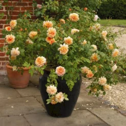 'Grace'™ Rosa X 'Grace'™ (Engelsk Rose) A-Kvalitet,- Barrods Roser Min. 3 Grene -Tilbud Lys Haven Butik p5362 53019 rosa x grace engelsk rose 5e18