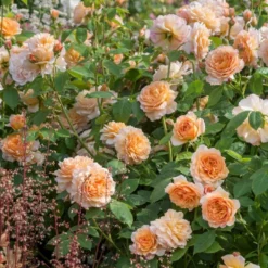 'Grace'™ Rosa X 'Grace'™ (Engelsk Rose) A-Kvalitet,- Barrods Roser Min. 3 Grene -Tilbud Lys Haven Butik p5362 53020 rosa x grace engelsk rose 3594