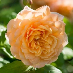 'Grace'™ Rosa X 'Grace'™ (Engelsk Rose) A-Kvalitet,- Barrods Roser Min. 3 Grene -Tilbud Lys Haven Butik p5362 53021 rosa x grace engelsk rose 8a08