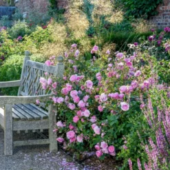 'Harlow Carr' Rosa X 'Harlow Carr' (Engelsk Rose) A-Kvalitet,- Barrods Roser Min. 3 Grene -Tilbud Lys Haven Butik p5364 53026 rosa x harlow carr engelsk rose f501