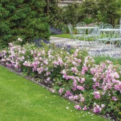 'Harlow Carr' Rosa X 'Harlow Carr' (Engelsk Rose) A-Kvalitet,- Barrods Roser Min. 3 Grene -Tilbud Lys Haven Butik p5364 53028 rosa x harlow carr engelsk rose 5c85