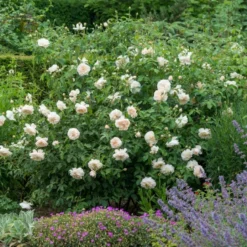 'Lichfield Angel'™ Rosa X 'Lichfield Angel'™ (Engelsk Rose) A-Kvalitet,- Barrods Roser Min. 3 Grene -Tilbud Lys Haven Butik p5373 53059 rosa x lichfield angel engelsk rose 4a3b