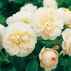 'Lichfield Angel'™ Rosa X 'Lichfield Angel'™ (Engelsk Rose) A-Kvalitet,- Barrods Roser Min. 3 Grene -Tilbud Lys Haven Butik p5373 53060 rosa x lichfield angel engelsk rose 632e