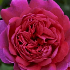 'Young Lycidas' Rosa X 'Young Lycidas' (Engelsk Rose) A-Kvalitet,- Barrods Roser Min. 3 Grene -Tilbud Lys Haven Butik p5401 53259 rosa x young lycidas engelsk rose cd3a