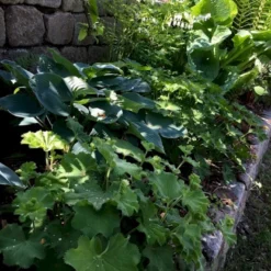 Løvefod 'Gold Strike' Alchemilla Sericata 'Gold Strike' 1 Liter Potte
