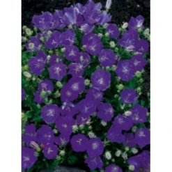 Karparterklokke 'Perla Blue' Campanula Carpatica 'Perla Blue' 10 Cm. Potte