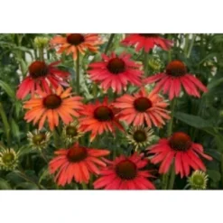 Solhat 'Hot Summer' Echinacea Hybrid 'Hot Summer' 1 Liter Potte -Tilbud Lys Haven Butik p5495 28300 echinacea hybrid hot summer 13f8