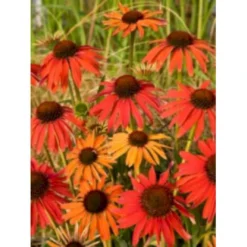 Solhat 'Hot Summer' Echinacea Hybrid 'Hot Summer' 1 Liter Potte -Tilbud Lys Haven Butik p5495 4072 echinacea hybrid hot summer 859b