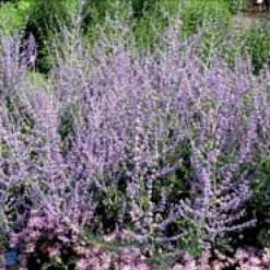 Russisk Salvie 'Blue Spire' Perovskia Atriplicifolia 'Blue Spire' Potte 2 Liter. -Tilbud Lys Haven Butik p5598 4154 perovskia atriplicifolia blue spire 1283