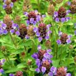 Storblomstret Brunelle Prunella Grandiflora 1 Liter Potte