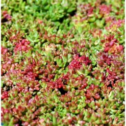 Hvid Stenurt 'Coral Carpet' Sedum Album 'Coral Carpet' 10 Cm. Potte