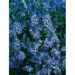 Læge ærenpris 'Allgrün' Veronica Officinalis 'Allgrün' 10 Cm. Potte