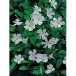 Vintergrøn 'Alba' Vinca Minor 'Alba' 10 Cm. Potte
