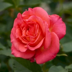 'Fabulous'™ Rosa X 'Fabulous'™ (Storblomstrende) A-Kvalitet,- Barrods Roser Min. 3 Grene -Tilbud Lys Haven Butik p5743 51264 rosa x fabulous storblomstrende 8a5a