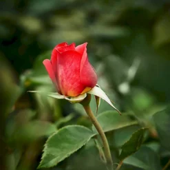 'Fabulous'™ Rosa X 'Fabulous'™ (Storblomstrende) A-Kvalitet,- Barrods Roser Min. 3 Grene -Tilbud Lys Haven Butik p5743 51265 rosa x fabulous storblomstrende 57df