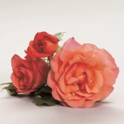 'Fabulous'™ Rosa X 'Fabulous'™ (Storblomstrende) A-Kvalitet,- Barrods Roser Min. 3 Grene -Tilbud Lys Haven Butik p5743 51266 rosa x fabulous storblomstrende 52b0