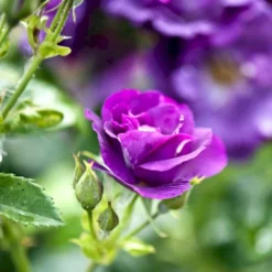 'Rhapsody In Blue' Rosa X 'Rhapsody In Blue' (Buketrose) A-Kvalitet,- Barrods Roser Min. 3 Grene -Tilbud Lys Haven Butik p5748 52506 rosa x rhapsody in blue buskrose 458c