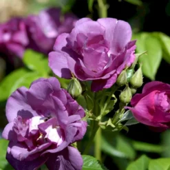 'Rhapsody In Blue' Rosa X 'Rhapsody In Blue' (Buketrose) A-Kvalitet,- Barrods Roser Min. 3 Grene -Tilbud Lys Haven Butik p5748 52507 rosa x rhapsody in blue buskrose f840