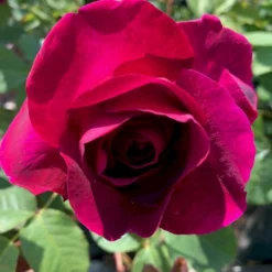 'Tantau Rose Goethe'® Rosa X 'Tantau Rose Goethe'® (Storblomstrende) A-Kvalitet,- Barrods Roser Min. 3 Grene -Tilbud Lys Haven Butik p5908 53288 rosa x tantau rose goethe storblomstrende 72dd