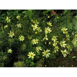 Skønhedsøje 'Moonbeam' Coreopsis Verticillata 'Moonbeam' 1 Liter Potte
