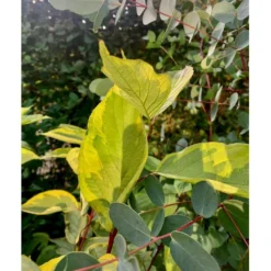 Gulbroget Kornel 'Gouchaultii' Cornus Alba 'Gouchaultii' Potte 6,5 Liter 60-80 Cm. -Tilbud Lys Haven Butik p606 36624 cornus alba gouchaultii b9e2