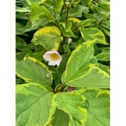 Gulbroget Kornel 'Gouchaultii' Cornus Alba 'Gouchaultii' Potte 6,5 Liter 60-80 Cm. -Tilbud Lys Haven Butik p606 36626 cornus alba gouchaultii 7a38