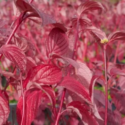 Rødgrenet Kornel 'Sibirica' Cornus Alba 'Sibirica' Potte 12 Liter,- 100-125 Cm. -Tilbud Lys Haven Butik p608 47317 cornus alba sibirica 58a6