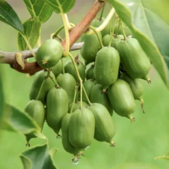 Stikkelsbærkiwi 'Issai' Actinidia Arguta 'Issai' Potte 7,5 Liter,- Opbundet 150-200 Cm. -Tilbud Lys Haven Butik p60 50516 actinidia arguta issai 5df9