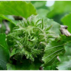 Tyrkisk Hassel Corylus Colurna Potte 7,5 Liter 175-200 Cm.