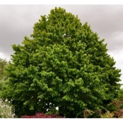 Tyrkisk Hassel Corylus Colurna Potte 7,5 Liter 175-200 Cm. -Tilbud Lys Haven Butik p628 42855 corylus colurna 7933