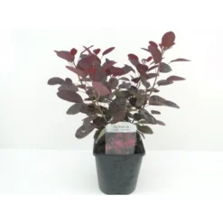 Rødbladet Parykbusk 'Royal Purple' Cotinus Coggygria 'Royal Purple' Potte 2,0 Liter,- 30-40 Cm.