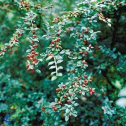 Vifte-Dværgmispel Cotoneaster Divaricatus Solitær Busk 150-175 Cm. - Med Klump
