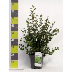 Glansdværgmispel Cotoneaster Lucidus Potte 4,0 Liter,- 50-60 Cm.