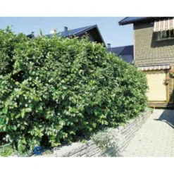 Glansdværgmispel Cotoneaster Lucidus Potte 4,0 Liter,- 50-60 Cm. -Tilbud Lys Haven Butik p639 524 cotoneaster lucidus 3a3c
