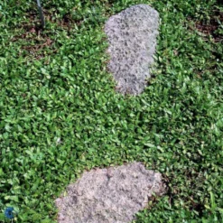 Trædebregne Minima Leptinella (cotula) Minima 10 Cm. Potte