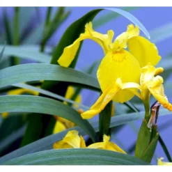 Gul Iris Iris Pseudoacorus 1 Liter Potte -Tilbud Lys Haven Butik p6547 37970 iris pseudacorus 108c