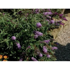 Sommerfuglebusk Buzz 'Sky Blue' Buddleja Buzz 'Sky Blue' 3,0 Liter Potte
