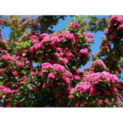 Dobbelt Rødtjørn 'Paul's Scarlet' Crataegus Laevigata 'Paul's Scarlet' Heister 175-200 Cm. Med Potte