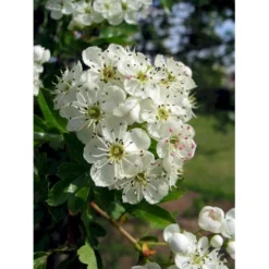 Engriflet Hvidtjørn Crataegus Monogyna Potte 7,5 Liter 175-200 Cm.