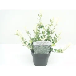 Benved 'Harlequin' Euonymus Fortunei 'Harlequin' Potte 2,0 Liter,- 20-25 Cm.